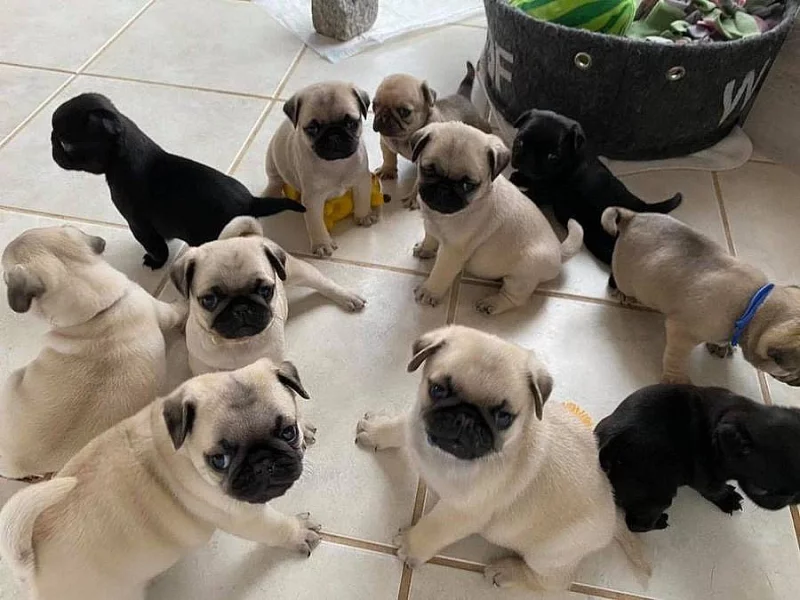 Štěňata mopsů k adopci
