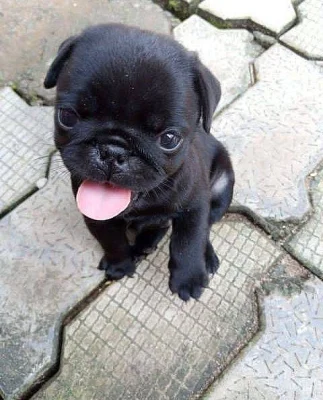 Štěňata mopsů k adopci