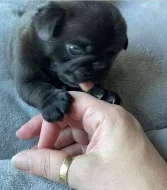 Štěňata mopsů k adopci