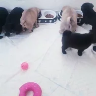 Štěňata mopsů k adopci