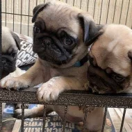 Štěňata mopsů k adopci