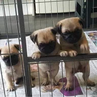 Štěňata mopsů k adopci