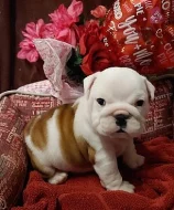 Vynikající štěňata anglického buldoka k adopci