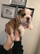 Vynikající štěňata anglického buldoka k adopci