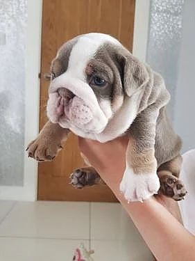 Vynikající štěňata anglického buldoka k adopci