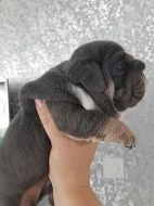 Vynikající štěňata anglického buldoka k adopci