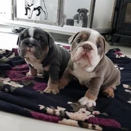 Vynikající štěňata anglického buldoka k adopci