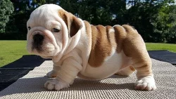 Vynikající štěňata anglického buldoka k adopci