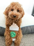 Krásná štěňátka Kc Reg goldendoodle