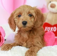 Krásná štěňátka Kc Reg goldendoodle