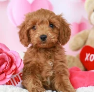 Krásná štěňátka Kc Reg goldendoodle