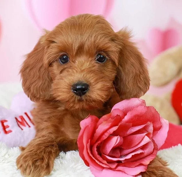 Krásná štěňátka Kc Reg goldendoodle