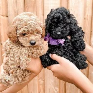 Krásná štěňátka Kc Reg goldendoodle