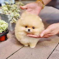 Pomeranian štěňata k adopci