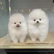 Pomeranian štěňata k adopci