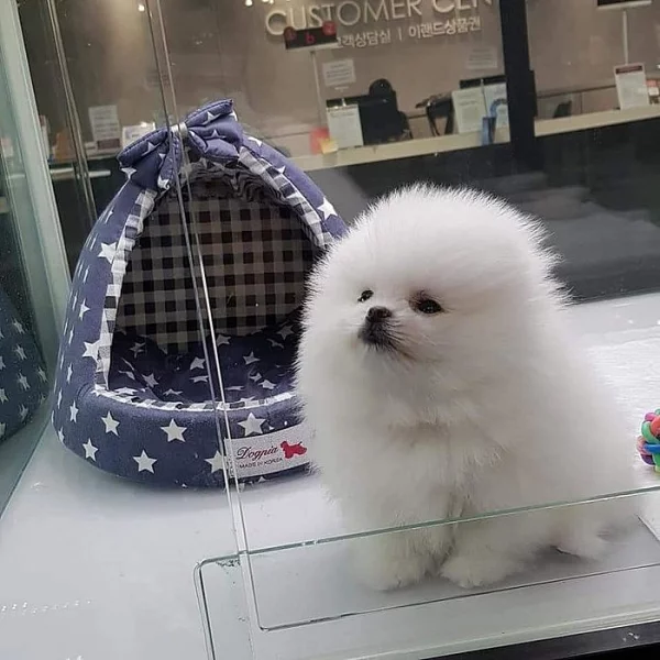 Pomeranian štěňata k adopci