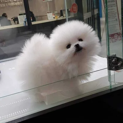 Pomeranian štěňata k adopci