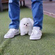 Pomeranian štěňata k adopci