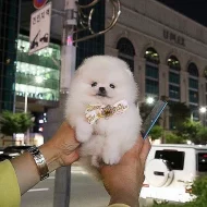 Pomeranian štěňata k adopci