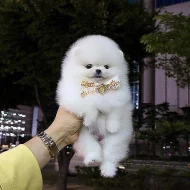 Pomeranian štěňata k adopci