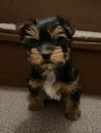 Štěňata Yorkie k adopci zdarma