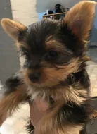 Štěňata Yorkie k adopci zdarma