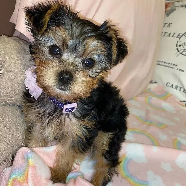 Štěňata Yorkie k adopci zdarma