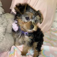 Štěňata Yorkie k adopci zdarma
