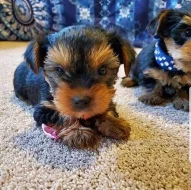 Štěňata Yorkie k adopci zdarma