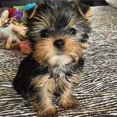Štěňata Yorkie k adopci zdarma