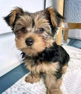 Štěňata Yorkie k adopci zdarma