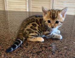 Bengálská koťata K dispozici pro adopci zdarma
