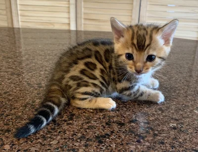 Bengálská koťata K dispozici pro adopci zdarma