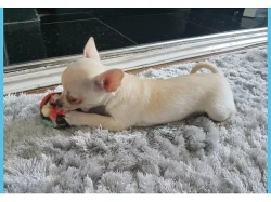 Štěňata čivavy k adopci