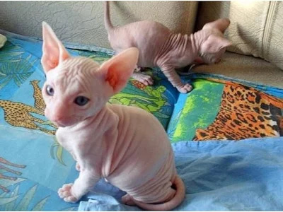Krásná koťátka Sphynx k adopci
