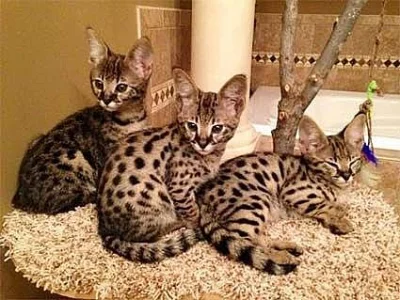 Zdarma kočka Savannah k adopci