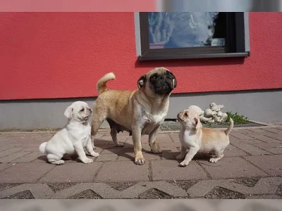 Mops štěňata Na Prodej
