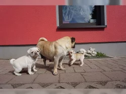 Mops štěňata Na Prodej