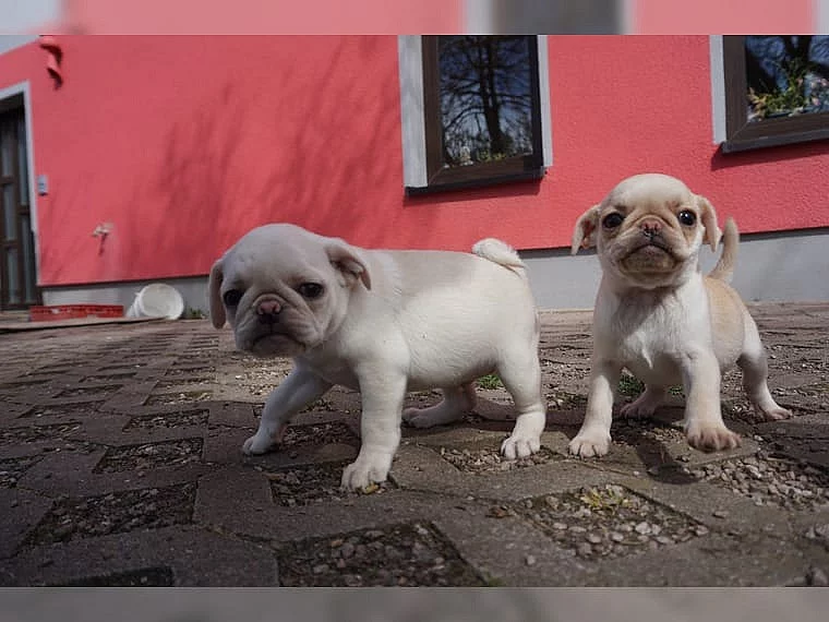 Mops štěňata Na Prodej