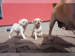 Mops štěňata Na Prodej