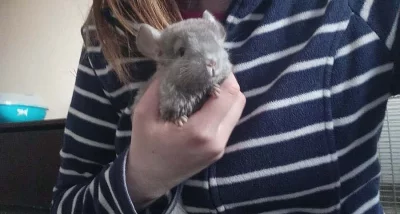 činčily