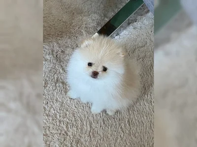Štěňata malých špiců~Pomeranian