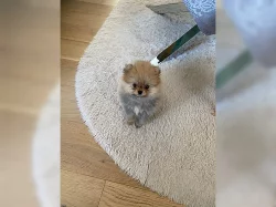 Štěňata malých špiců~Pomeranian