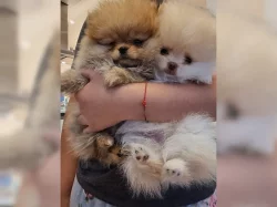 Štěňata malých špiců~Pomeranian