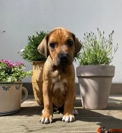 ŠTĚŇÁTKO RHODESKÉHO RIDGEBACKA