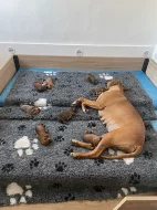 ŠTĚŇÁTKO RHODESKÉHO RIDGEBACKA