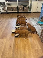 ŠTĚŇÁTKO RHODESKÉHO RIDGEBACKA
