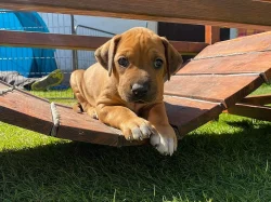 ŠTĚŇÁTKO RHODESKÉHO RIDGEBACKA
