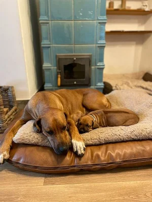 ŠTĚŇÁTKO RHODESKÉHO RIDGEBACKA