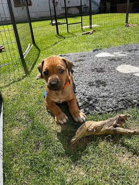 ŠTĚŇÁTKO RHODESKÉHO RIDGEBACKA